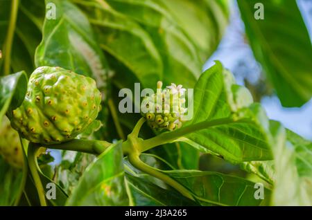 Noni frutta su albero Foto Stock