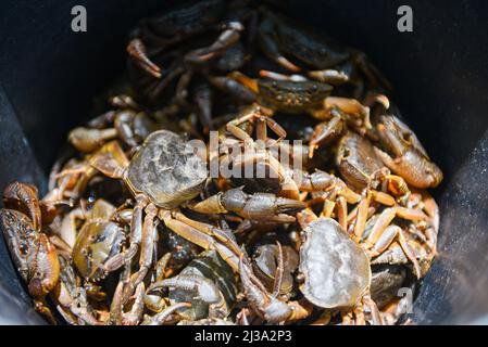 Granchio fresco di roccia, granchio d'acqua dolce selvatico su secchio, granchio foresta o fiume di granchio di pietra Foto Stock