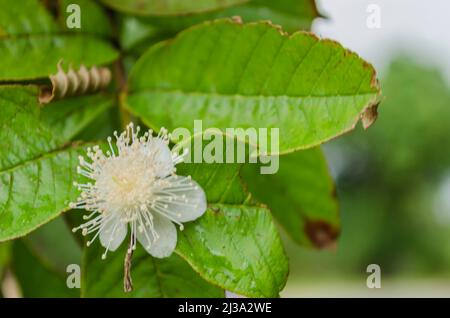 Fiore di Psidium Guajava (Guava) Foto Stock