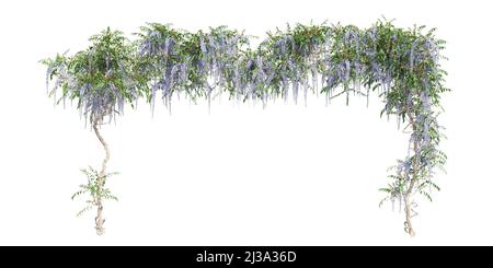 Illustrazione 3D arrampicata piante creepers isolato su sfondo bianco Foto Stock