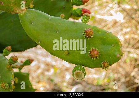 Foglia di Cactus con fiori