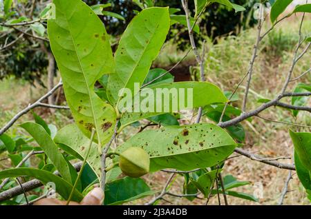 Tenendo un piccolo ramo della montagna Soursop albero con foglie verdi che hanno più macchie marroni di dimensioni vaiose sulla superficie posteriore. Foto Stock