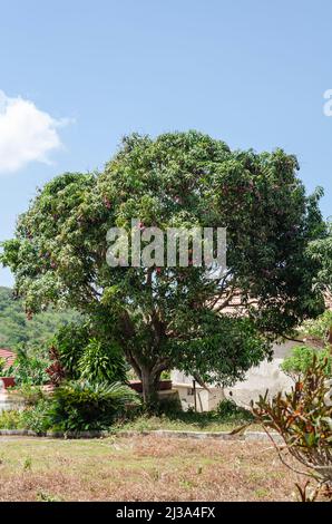 Albero di mango sul ciglio della strada Foto Stock