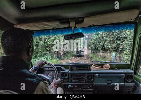 Parco Nazionale dei vulcani, Ruanda. 12th Jan 2020. Guidando veicoli fuoristrada su piste accidentate passando per piccoli villaggi, i rangers del parco trasportano i turisti all'interno della foresta per incontrare la montagna Gorillas. (Credit Image: © Vito Finocchiaro/ZUMA Press Wire) Foto Stock