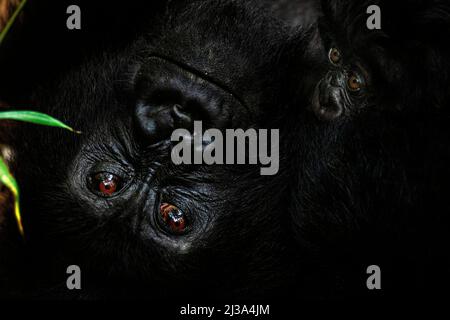 Parco Nazionale dei vulcani, Ruanda. 12th Jan 2020. Sdraiato sull'erba, una gorilla femminile di montagna abbraccia il suo cub. I gorilla che entrano in contatto con gli esseri umani possono essere vulnerabili alle malattie umane, che i gorilla sperimentano in forme più gravi. Credit: Vito Finocchiaro/ZUMA Wire/Alamy Live News Foto Stock