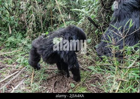 Parco Nazionale dei vulcani, Ruanda. 12th Jan 2020. Un piccolo giovane primato gioca vicino alla madre. Come suggerisce il nome, i gorilla di montagna vivono in foreste alte nelle montagne, ad altezze da 8.000 a 13.000 piedi. (Credit Image: © Vito Finocchiaro/ZUMA Press Wire) Foto Stock