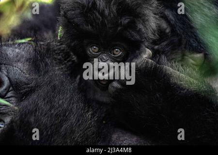 Parco Nazionale dei vulcani, Ruanda. 12th Jan 2020. Un piccolo gorilla che giace sulla madre. Il suo sguardo infantile assomiglia a quello di un neonato, e questo sguardo stabilisce il profondo legame con la madre e attraverso il quale impara a conoscere l'ambiente circostante. (Credit Image: © Vito Finocchiaro/ZUMA Press Wire) Foto Stock