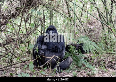 Parco Nazionale dei vulcani, Ruanda. 12th Jan 2020. Un maschio Silverback, il gorilla dominante del gruppo si siede diritto guardando attentamente i nuovi visitatori (turisti). Ogni gruppo di primati è organizzato su scala gerarchica, dove l'argentback è in cima alla piramide ed è responsabile della protezione e della guida del resto del gruppo. (Credit Image: © Vito Finocchiaro/ZUMA Press Wire) Foto Stock