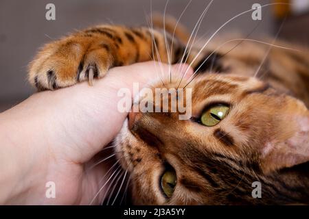 Il proprietario sta stroking bengala Cat. Primo piano. Foto Stock