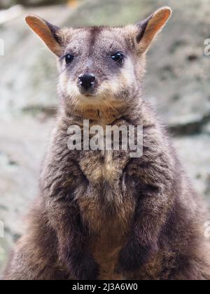 Delizioso carismatico Rock-Wallaby a coda di pennello in un ritratto felice e coinvolgente. Foto Stock