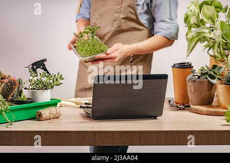 Una donna usa la tecnologia del Internet per vendere i microgreens in linea. Una donna cresce microgreens nel suo laboratorio domestico. Piccole aziende al coperto. Primo piano di fresco Foto Stock