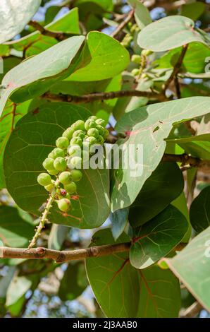 Mazzo di colza sull'albero Foto Stock