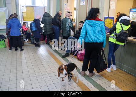 Przemysl, Polonia. 3rd Apr 2022. Un cane da rifugiati ucraino attende alla stazione ferroviaria di Przemysl con il suo proprietario per trovare una nuova casa fino alla fine della guerra. (Credit Image: © Amy Katz/ZUMA Press Wire) Foto Stock