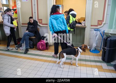 Przemysl, Polonia. 3rd Apr 2022. Un cane da rifugiati ucraino attende alla stazione ferroviaria di Przemysl con il suo proprietario per trovare una nuova casa fino alla fine della guerra. (Credit Image: © Amy Katz/ZUMA Press Wire) Foto Stock