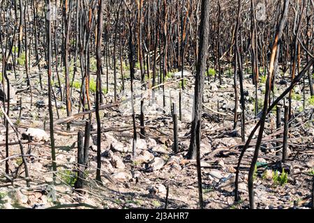 tronchi d'albero anneriti o carbonizzati dopo un fuoco selvaggio in natura concetto astratto natura e danni o distruzione del fuoco Foto Stock