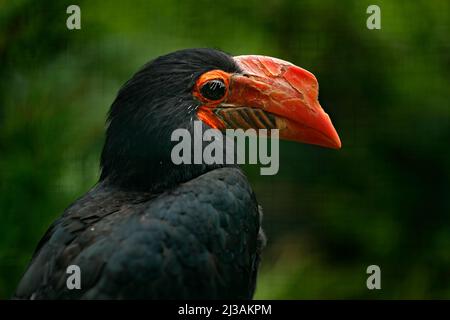 Hornbill stregato, Aceros leucocephalus, ritratto di dettaglio di un bellissimo uccello della foresta dalla Thailandia, Indonesia e Malesia. Bill uccello con testa gialla. Ho Foto Stock