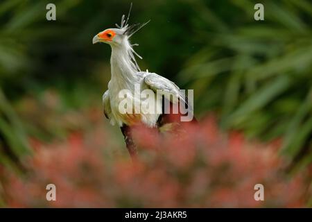 Segretario Bird, Sagittario serpentarius, Ritratto di bel uccello grigio di preda con il volto arancione, Botswana, Africa. Fauna selvatica scena dalla natura. Segretario Foto Stock