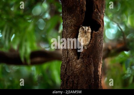 Gufo indiano scops, Otus bakkamoena, uccello raro da Asia. Malesia bella gufo nella natura foresta habitat. Uccello dall'India. Gufo di pesce seduto sul Foto Stock