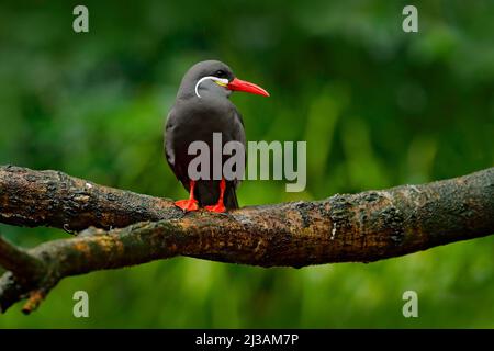 Black Inca Tern, Red Bill, Perù. Inca Tern, Larosterna inca, uccello sul ramo dell'albero. Tern dalla costa peruviana. Uccello nella natura foresta di mare habitat. Foto Stock