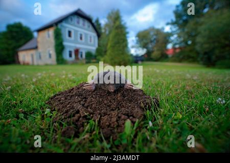 Mole in giardino con casa sullo sfondo. Talpa europaea, strisciando di molehill marrone, erba verde. Mouse nel suolo. Mole in erba con la fronte Foto Stock