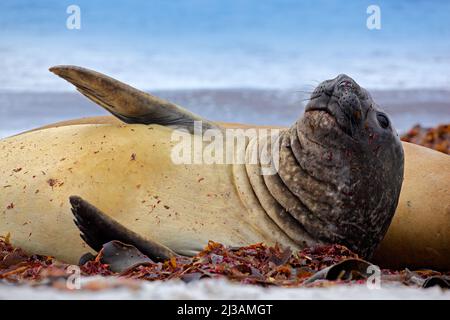 Sigillo dell'elefante, Mirounga leonina. Sigillo sulla spiaggia di sabbia. Sigillo dell'elefante con buccia staccata dalla pelle. Grande animale marino nell'habitat naturale delle Isole Falkland. E Foto Stock