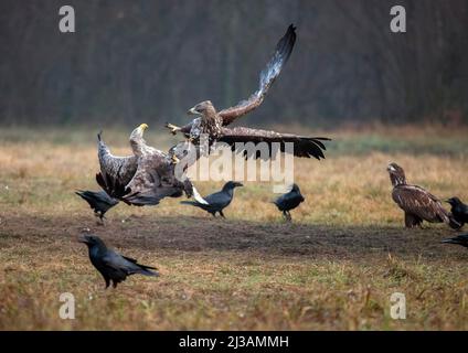 Aquila dalla coda bianca (Haliaeetus albicilla) in combattimento aereo, Polonia Foto Stock