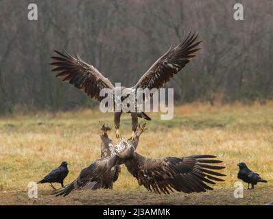 Aquila dalla coda bianca (Haliaeetus albicilla) in combattimento aereo, Polonia Foto Stock