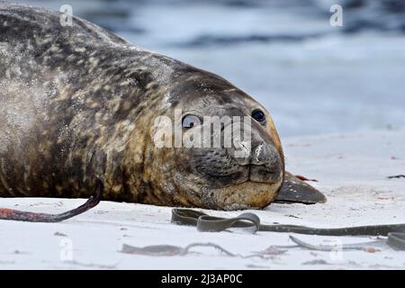 Dettaglio eye ritratto Elephant Seal, Mirounga leonina. Sigillo sulla spiaggia di sabbia. Sigillo dell'elefante con buccia staccata dalla pelle. Grande animale marino nell'habitat naturale in Foto Stock