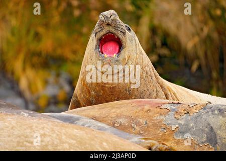 Sigillo dell'elefante con buccia staccata dalla pelle. Grande animale marino nell'habitat naturale delle Isole Falkland. Elefante sigillo nella natura. Dettaglio volto ritratto Elephant Foto Stock