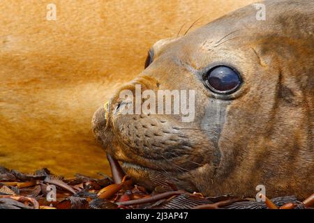 Dettaglio eye ritratto Elephant Seal, Mirounga leonina. Sigillo sulla spiaggia di sabbia. Sigillo dell'elefante con buccia staccata dalla pelle. Grande animale marino nell'habitat naturale in Foto Stock