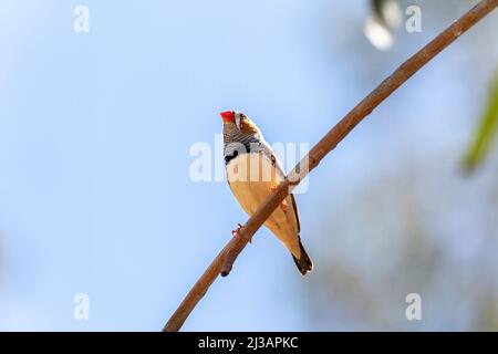 Zebra maschio Finch Foto Stock