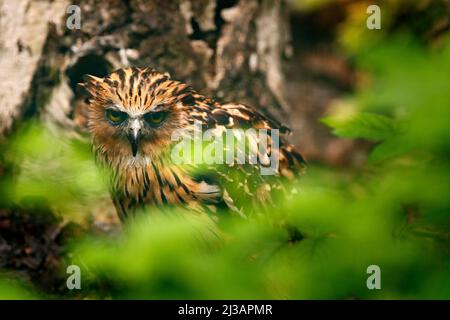 Buffy Fish-Owl, Ketupa ketupu, uccello raro dall'Asia. Malesia bella gufo nella natura foresta habitat. Uccello dalla Malesia. Gufo di pesce seduto sul b Foto Stock