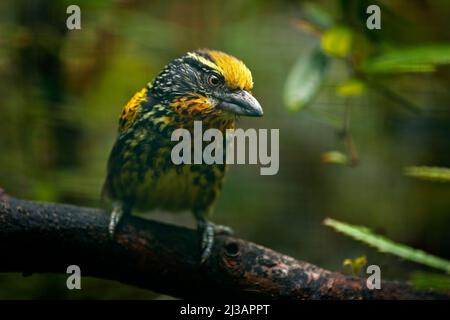 Barbet dal Brasile. Barbet dorato, Capito auratus, Ecuador. Toucan giallo dall'Ecuador. Uccello dalla giungla. Bellissimo uccello dalla foresta tropicale. Un esotico Foto Stock