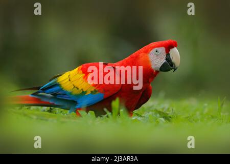 Pappagallo in erba. Fauna selvatica in Costa Rica. Parrot Scarlet Macaw, Ara macao, nella foresta tropicale verde, Costa Rica, scena faunistica dalla natura tropica. Rosso Foto Stock