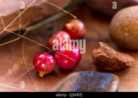 Aboriginal Bush cibo primo piano Foto Stock