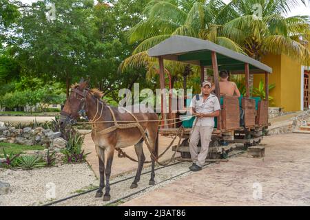 Mule, veicolo ferroviario, trasporto turistico, Hacienda Sotuta de Peon, Yucatan, Messico Foto Stock