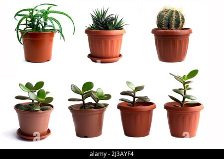 Collezione di diverse piante in vaso isolato su sfondo bianco Foto Stock