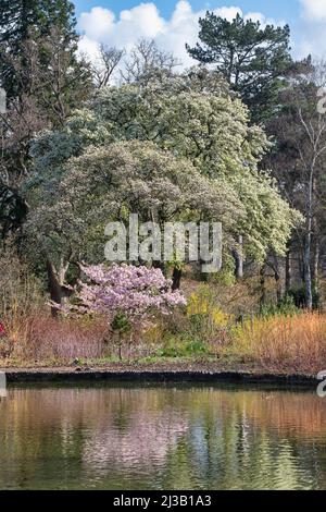 Pyrus pashia e Prunus matsumae Hayazaki. Pera selvaggia dell'Himalaya e un albero di ciliegi giapponese ai Giardini di Wisley di RHS in primavera Foto Stock