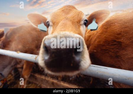 Happy mucche in maglia rossa con colletto automatico. Moderna produzione casearia e produzione di carne zootecnica. Foto Stock