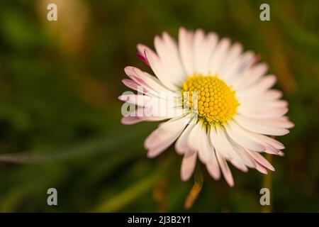 Margherita con un sacco di bokeh su un prato. Fuoco sul polline dei fiori. Colori delicati in natura Foto Stock