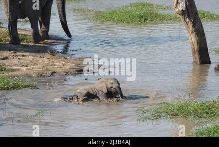 Un giovane elefante africano, parte di una grande mandria, che gioca nel fiume vicino alla sua madre. Parco Nazionale di Kruger. Foto Stock