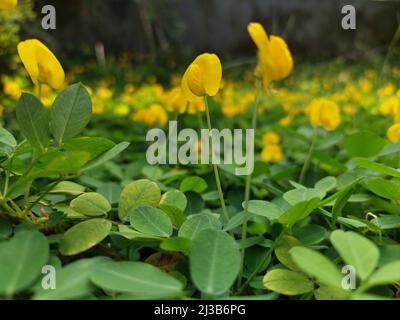 Un primo colpo dei fiori gialli non identificati che crescono nel giardino Foto Stock