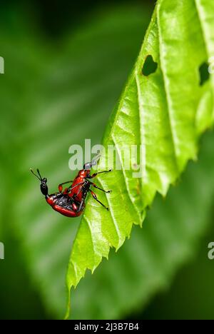 Hazel Leaf-Roller Weevil - Apoderus coryli, piccolo e bellissimo coleottero dalle foreste e dai boschi europei, Repubblica Ceca. Foto Stock