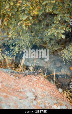 Lucertola seduta su pietra che guarda curioso intorno alla natura verde Foto Stock