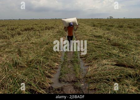 Un contadino porta con sé un sacco pieno di risaie raccolte, mentre cammina su un argine di risaie a Karawang, Giava occidentale, Indonesia. Almeno il 40% delle esportazioni globali di riso proviene dal sud-est asiatico, secondo l'International Rice Research Institute pubblicato nel marzo 2022 su Phys.Org. Foto Stock