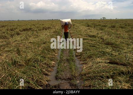 Un contadino porta con sé un sacco pieno di risaie raccolte, mentre cammina su un argine di risaie a Karawang, Giava occidentale, Indonesia. Il paese è il quarto più grande produttore di riso al mondo, secondo i dati del 2018 della FAO (Food and Agriculture Organization). Foto Stock