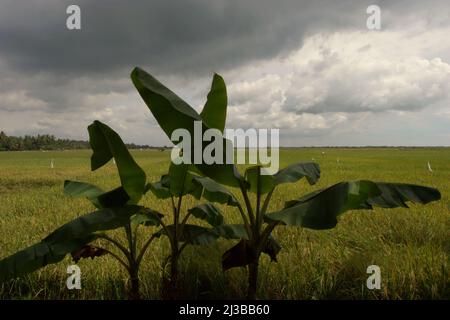 Banana albero in uno sfondo di un vasto campo di riso a Tempuran, Karawang, Giava occidentale, Indonesia. Foto Stock