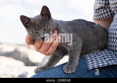 Korat Cat, vista ritratto all'aperto. Foto Stock