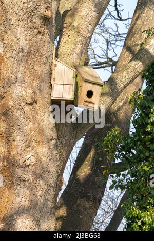 Grande scatola di nidificazione degli uccelli, uccelli da giardino, grande apertura anteriore, jackdaws, anatre di nidificazione degli alberi, colombe, piccioni, specie di uccelli più grandi, valutare il tetto sollevare. Foto Stock