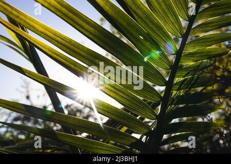 Primo piano di Majesty Palm frontd (Ravenea rivularis) all'aperto in un cortile soleggiato con il sole fioca sparato a profondità di campo poco profonda Foto Stock